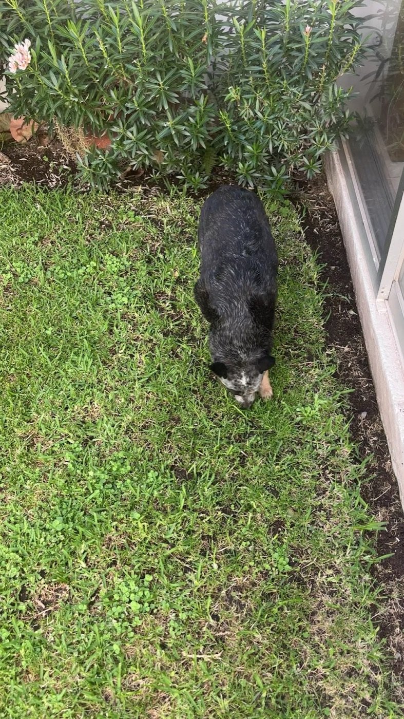 Perro negro en el pasto