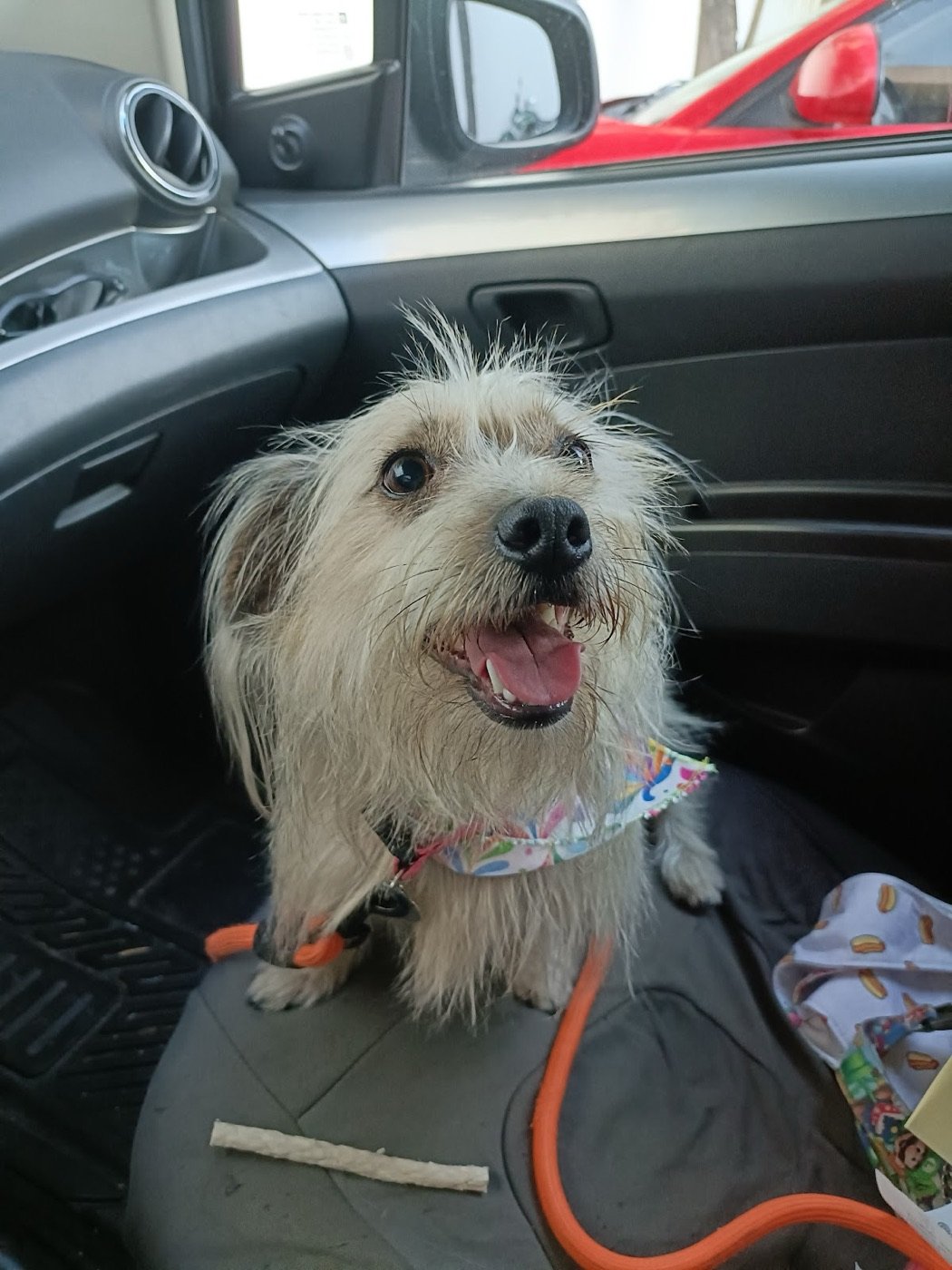 Perro feliz en el auto después del baño