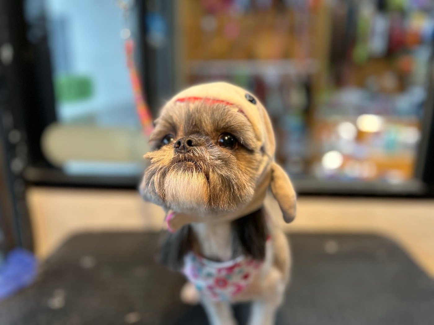 Shih tzu recién cortado